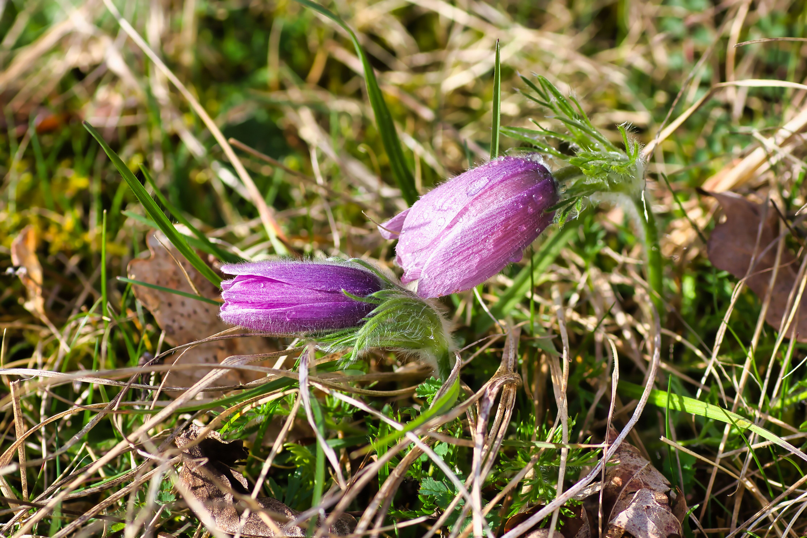 Rosa Küchenschellen