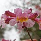 Rosa Lapachoblüte mit Ameise