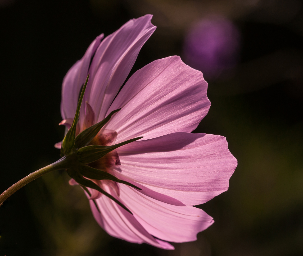 Rosa Leuchtblume