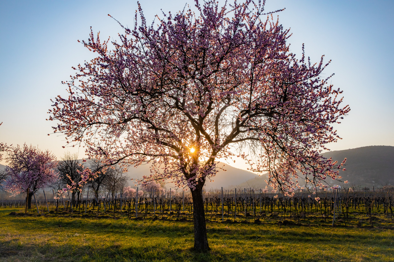 Rosa Leuchten in der Pfalz