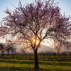 Rosa Leuchten in der Pfalz