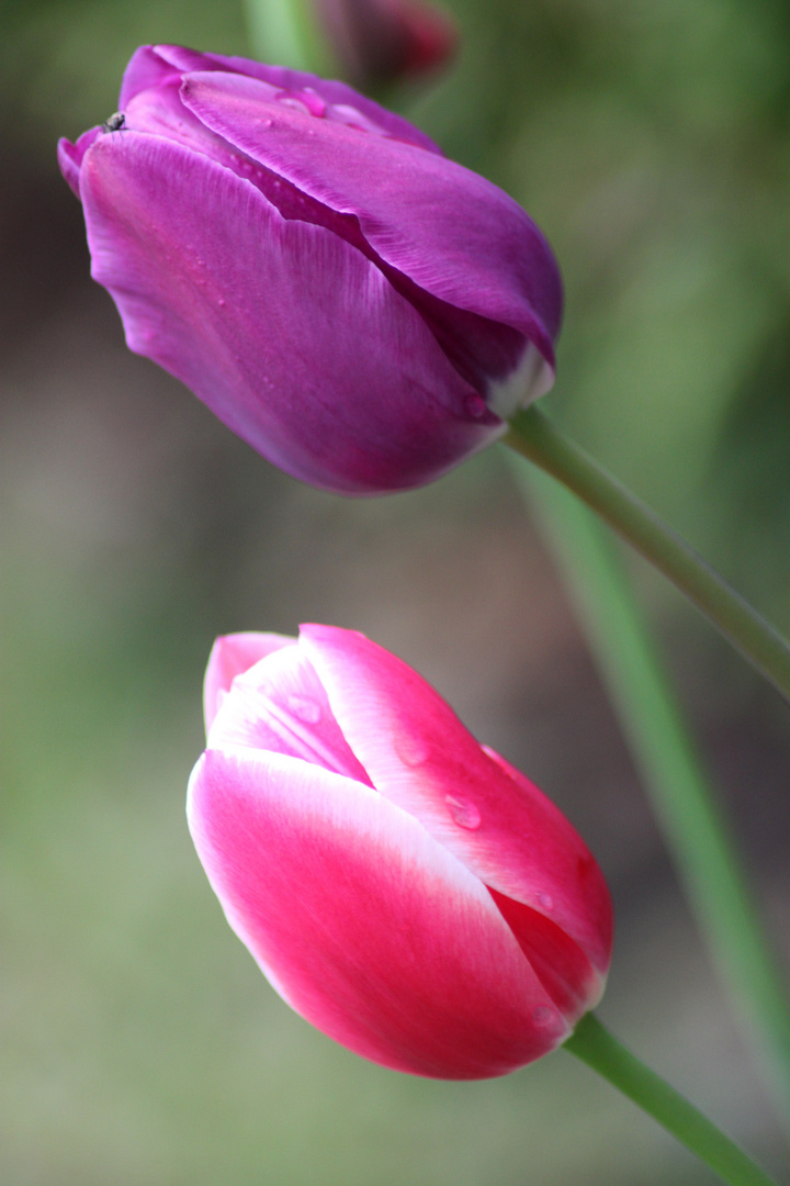 ROSA-LILA mit Fliege