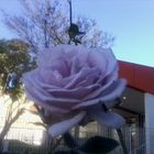 Rosa lilas