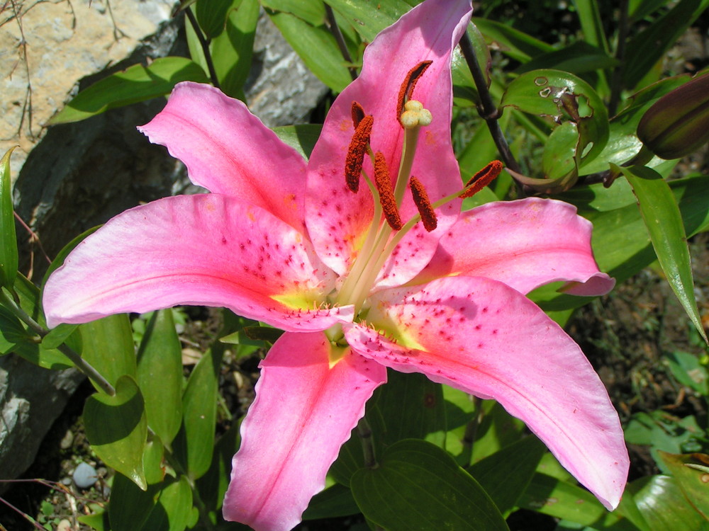 rosa Lilie Foto & Bild pflanzen, pilze & flechten, blüten