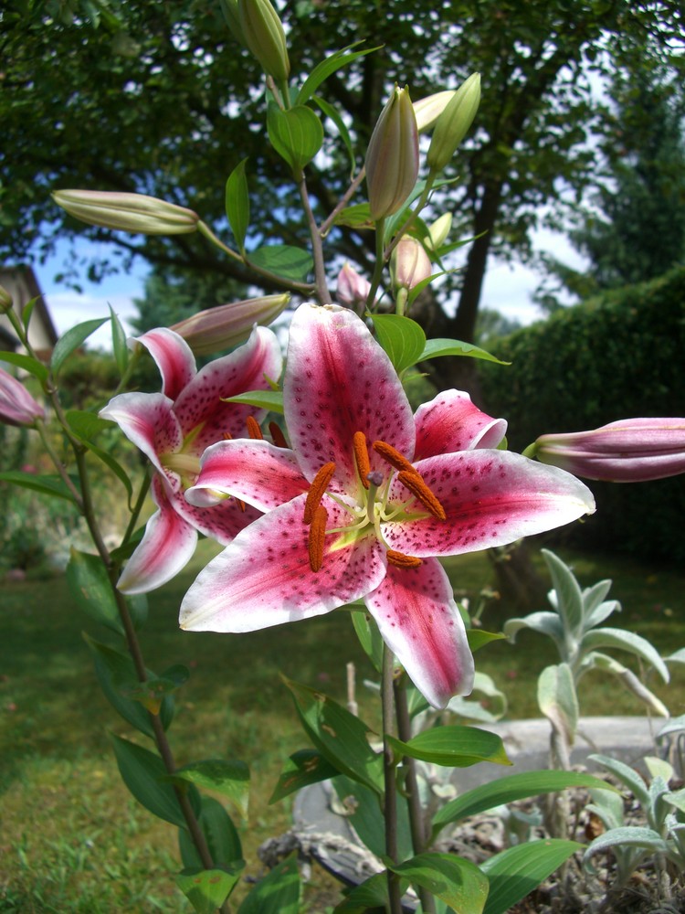 Rosa Lilie im Sommer 2008