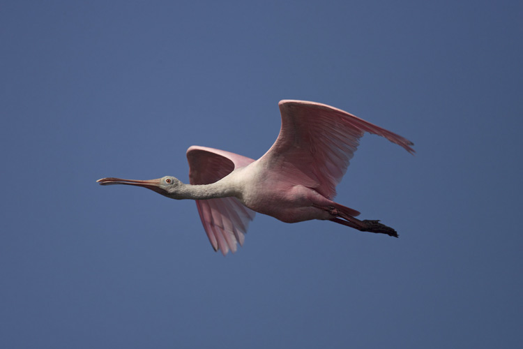 Rosa Löffler im Flug