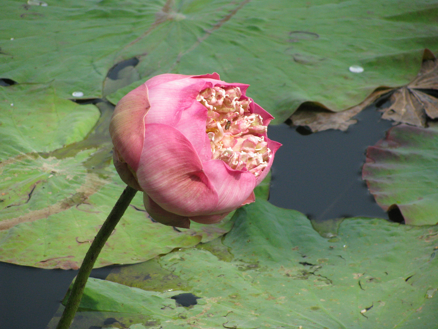 rosa Lotus