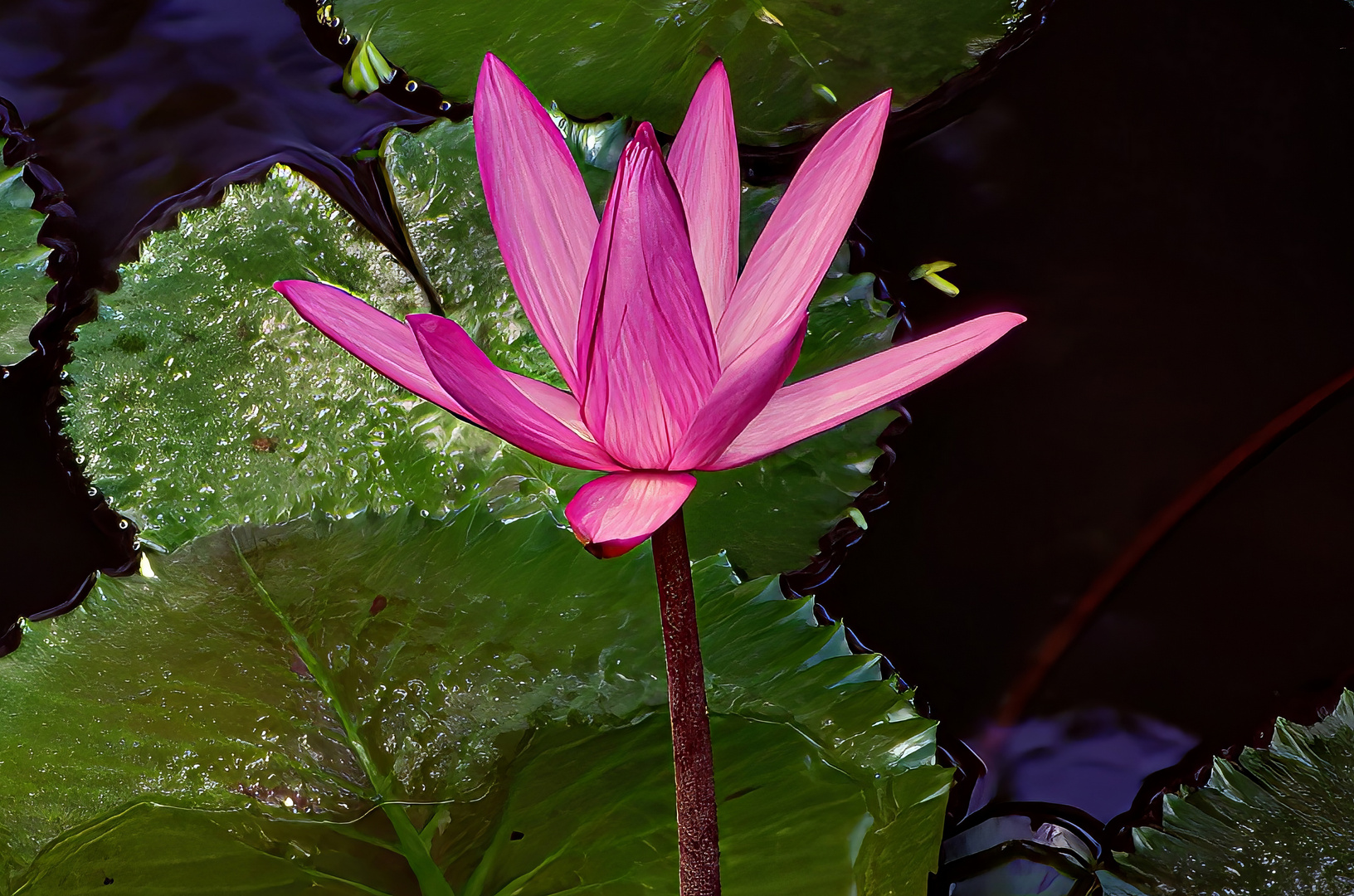 Rosa Lotusblüte auf Bali