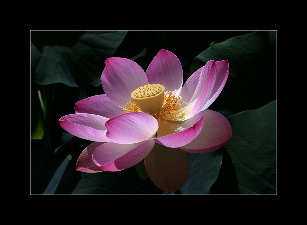 Rosa Lotusblüte