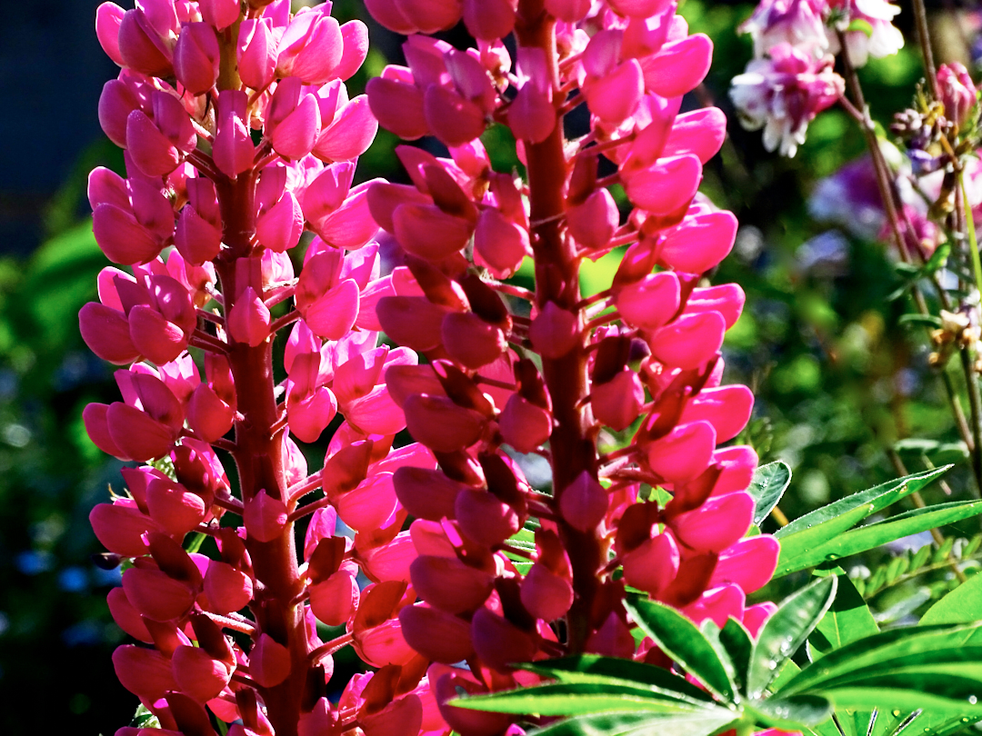 Rosa Lupine im Hausgarten ...