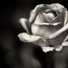 Rosa maculata