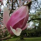 rosa magnolie