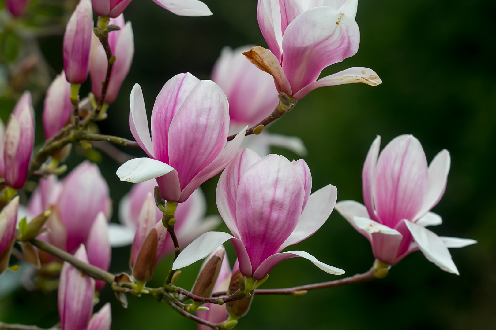 Rosa Magnolienblüten