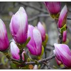 Rosa Magnolienblüten