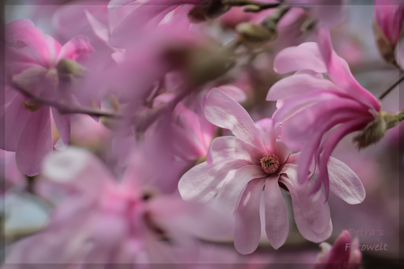 rosa Magnoliengrüße