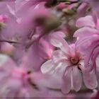 rosa Magnoliengrüße