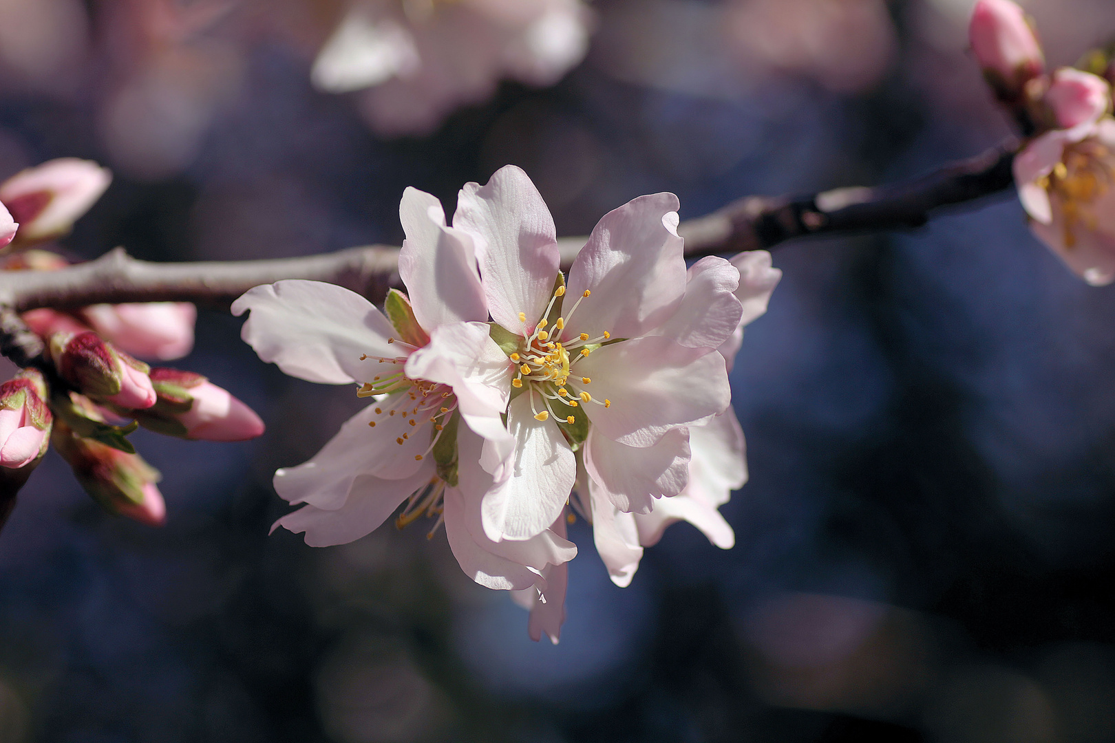 rosa Mandelblüten