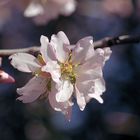 rosa Mandelblüten