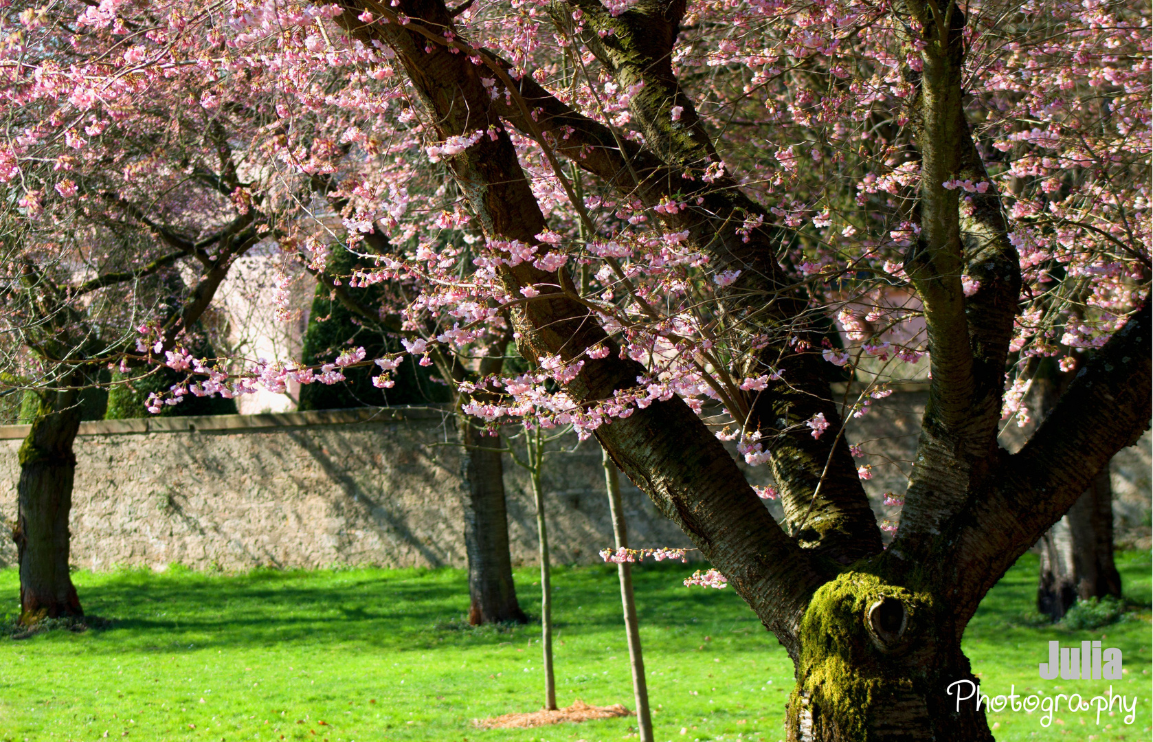 Rosa Mandelblüten im Schlossgarten 2011