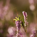 Rosa Mantis Traum