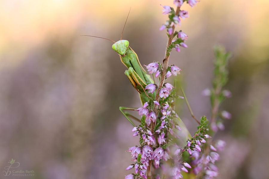 rosa Mantistraum