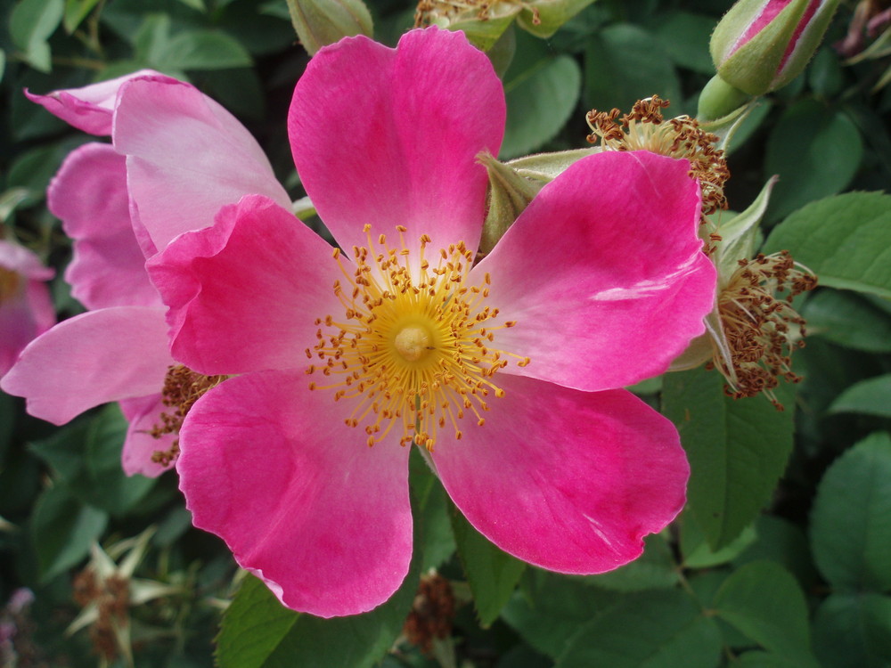 Rosa 'Max Graf'