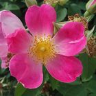 Rosa 'Max Graf'