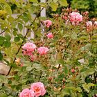 Rosa 'Mein schöner Garten' ® 