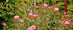 Rosa 'Mein schöner Garten' ® 