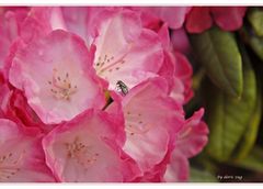 Rosa mit Besuch..