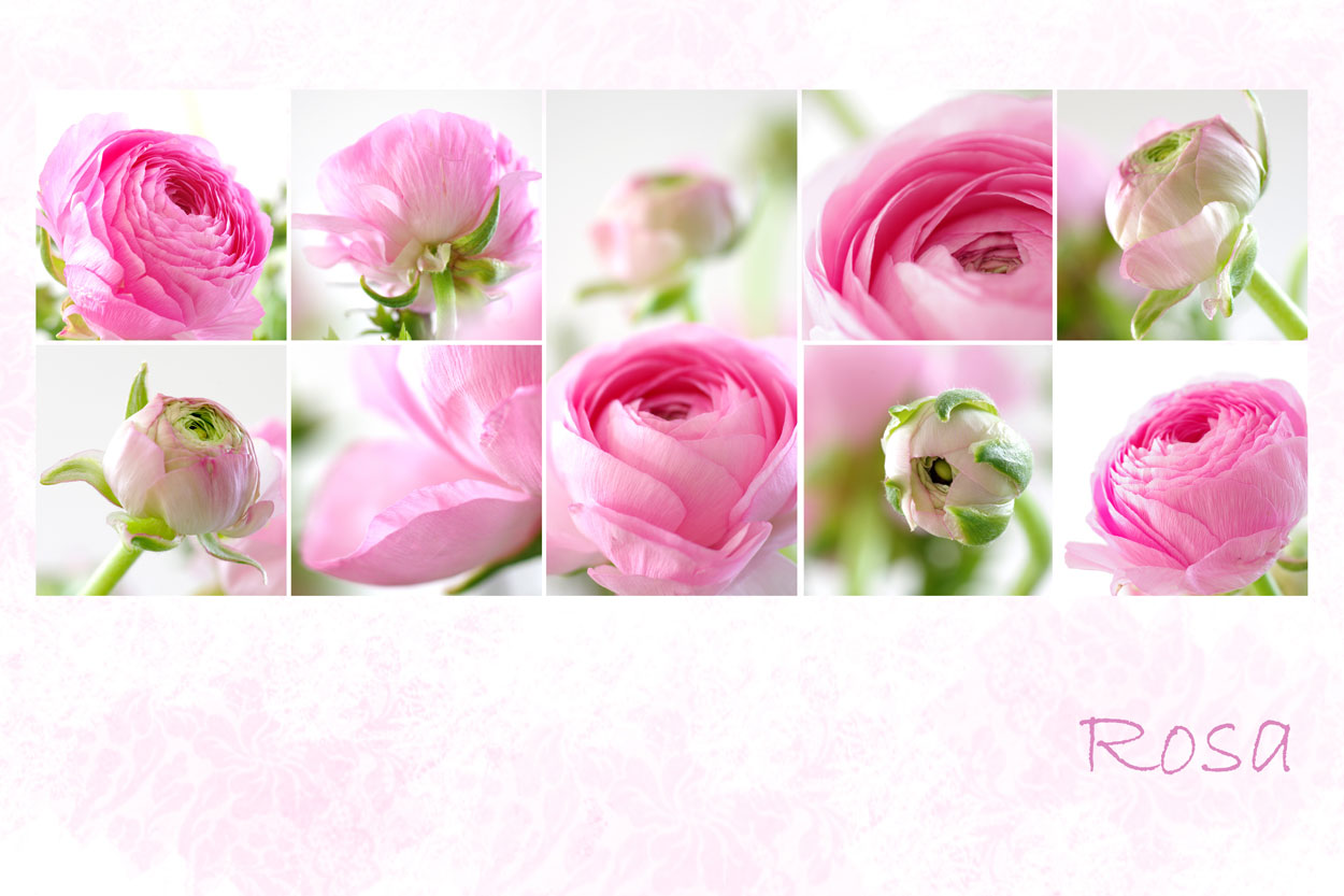 Rosa Mittrwochsblümchen