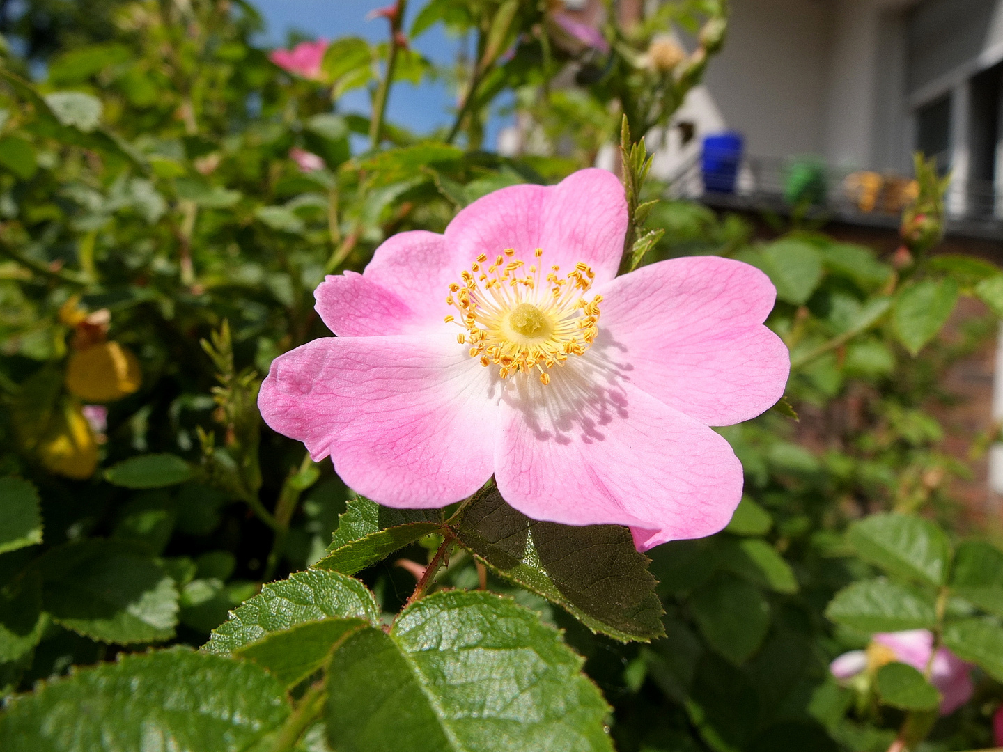 rosa Mittwochsblümchen