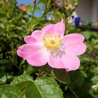 rosa Mittwochsblümchen
