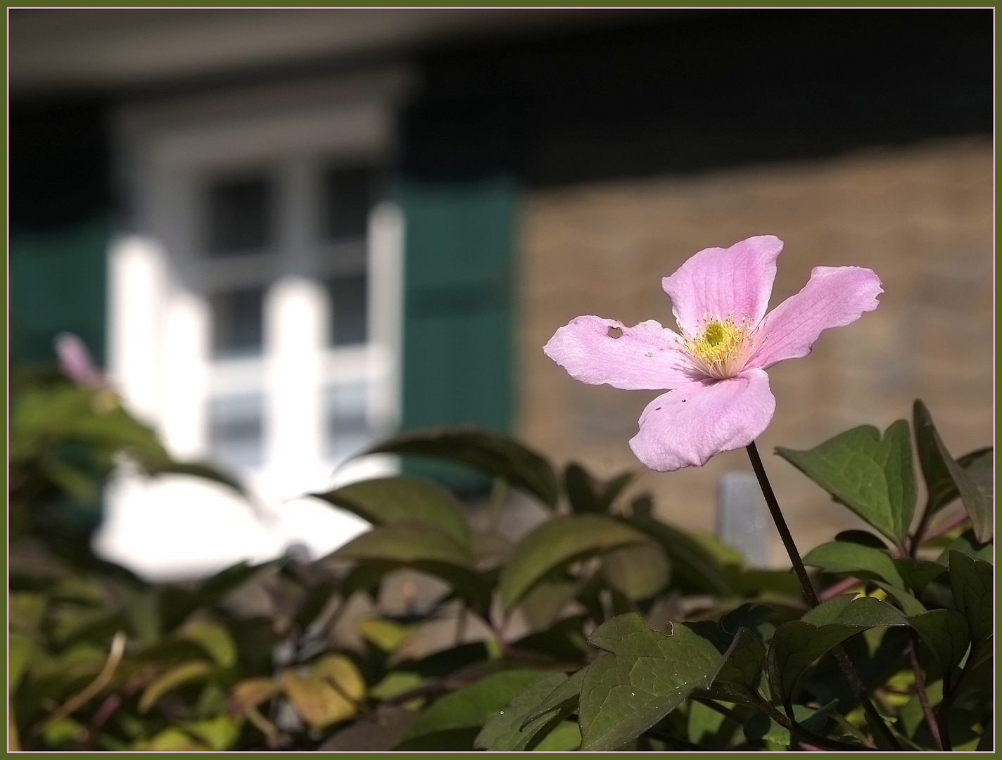 rosa Mittwochsgruß