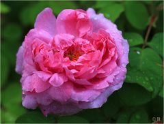 Rosa Mme Boll 1853....