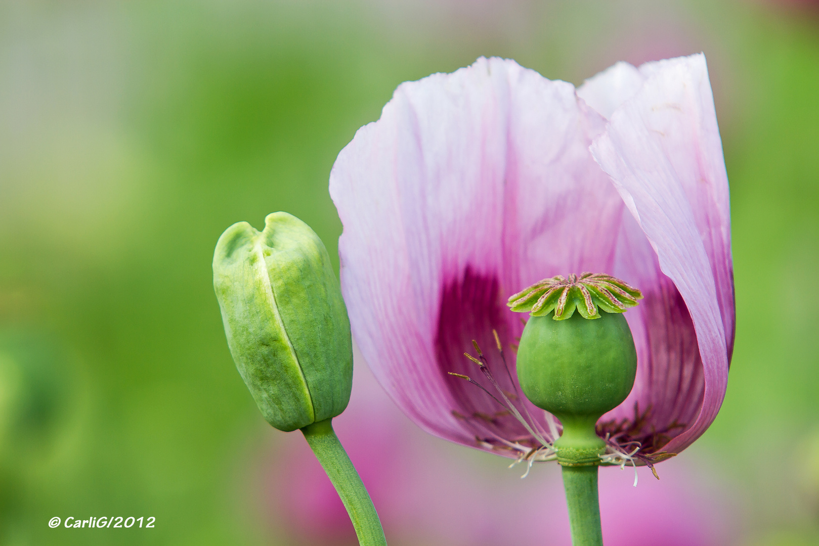 Rosa Mohn 02