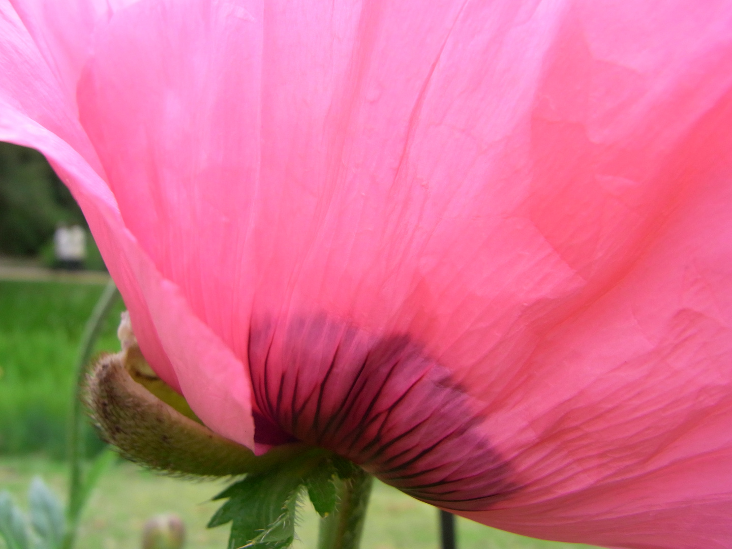 rosa Mohn 1