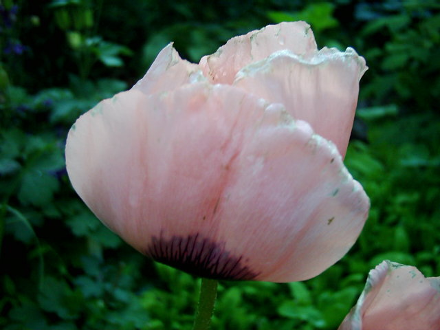 Rosa Mohn