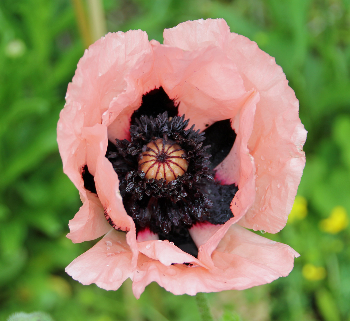 Rosa Mohn