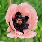 Rosa Mohn