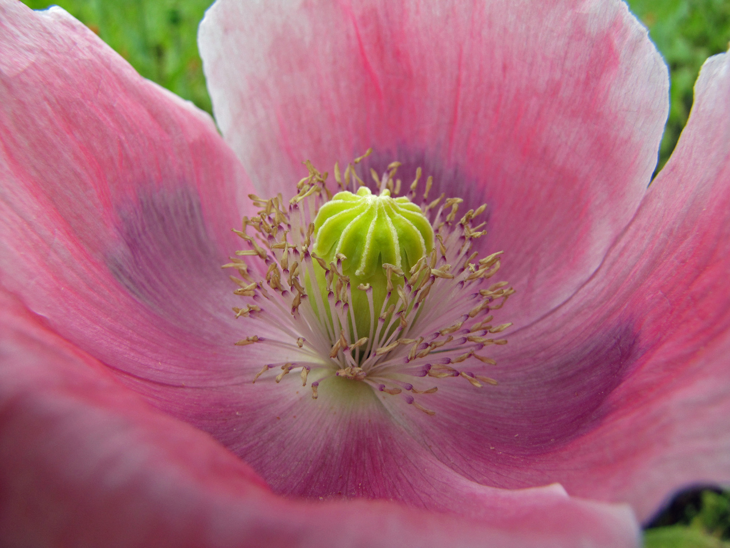 rosa mohn 2