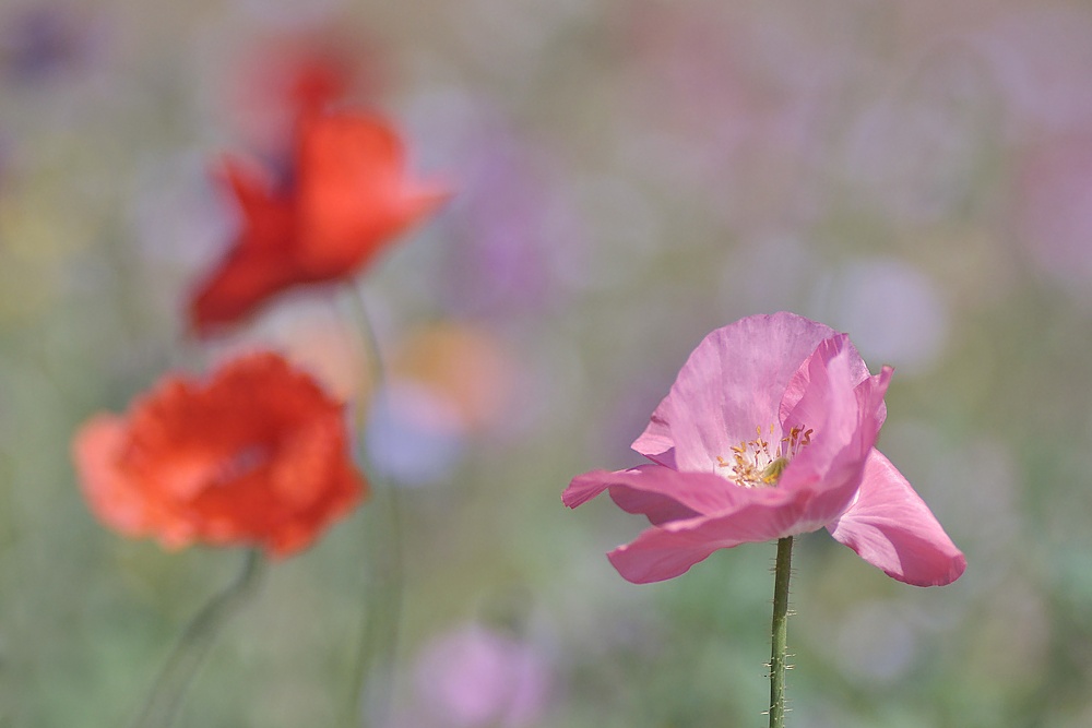 Rosa Mohn