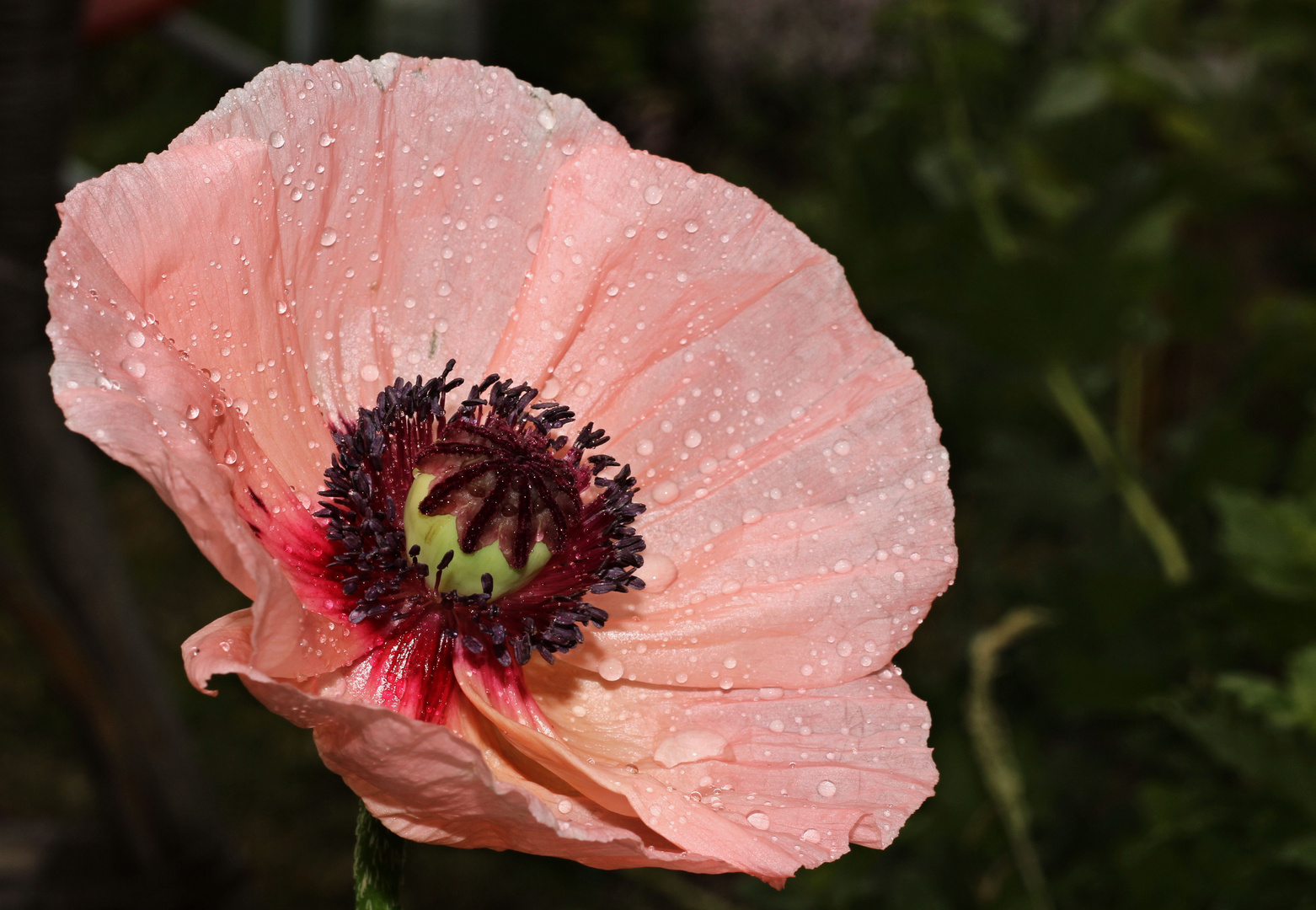 Rosa Mohn