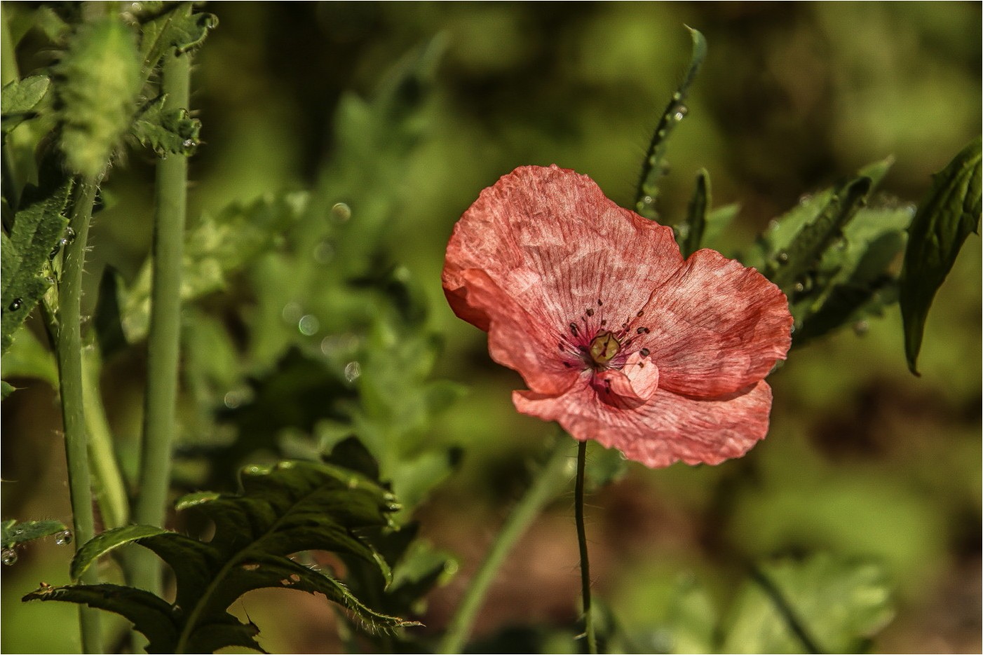 Rosa Mohn