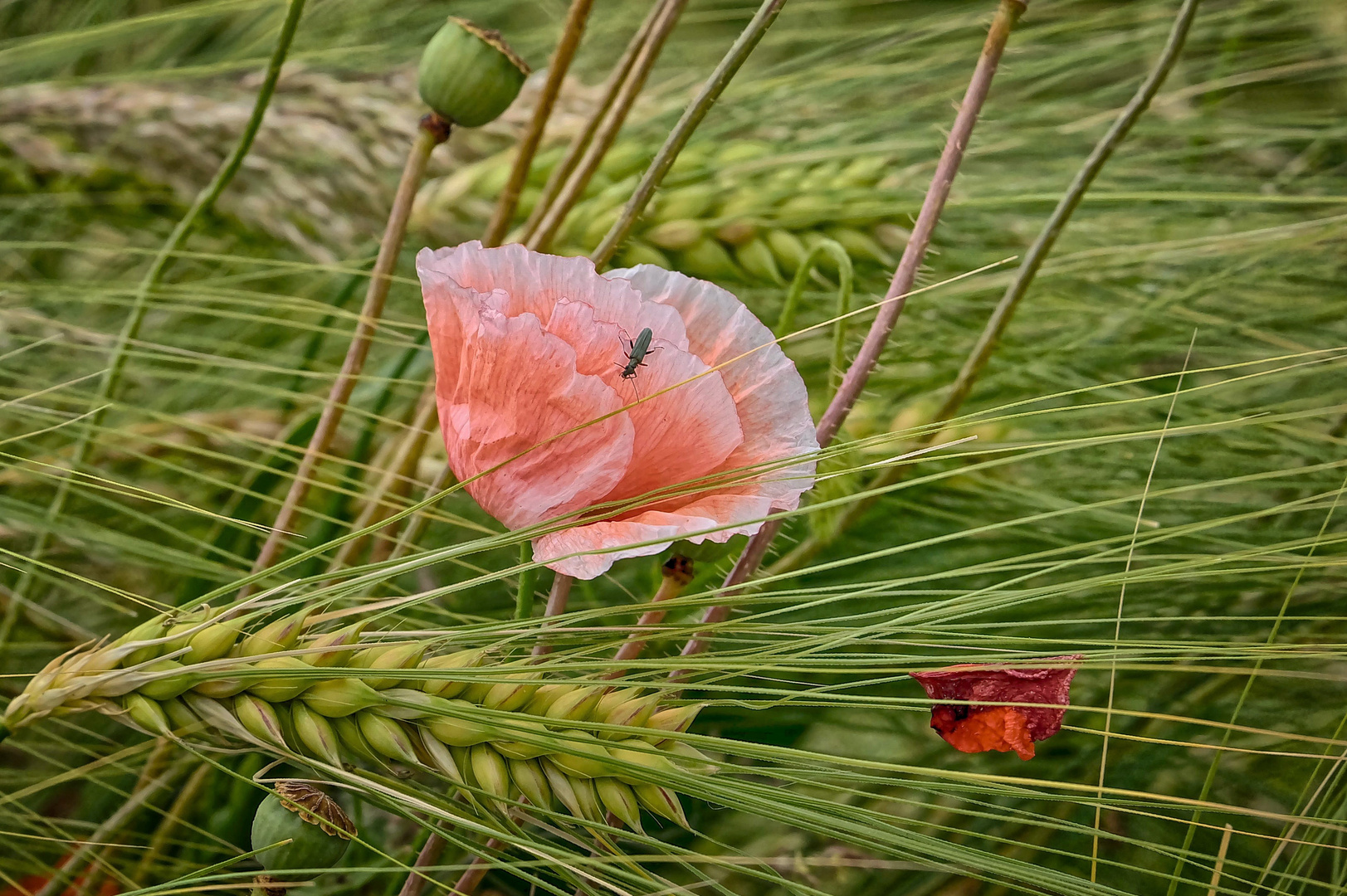 Rosa Mohn