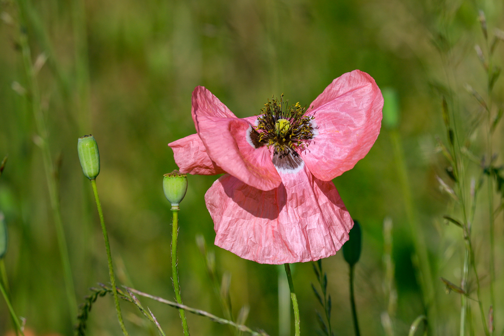 "Rosa Mohn"