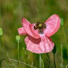 "Rosa Mohn"