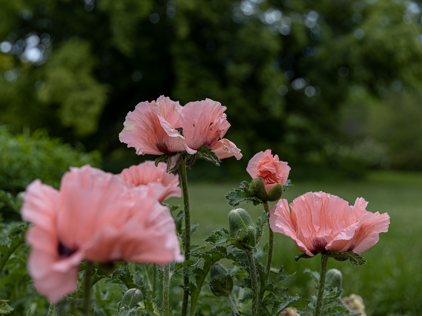 Rosa Mohn