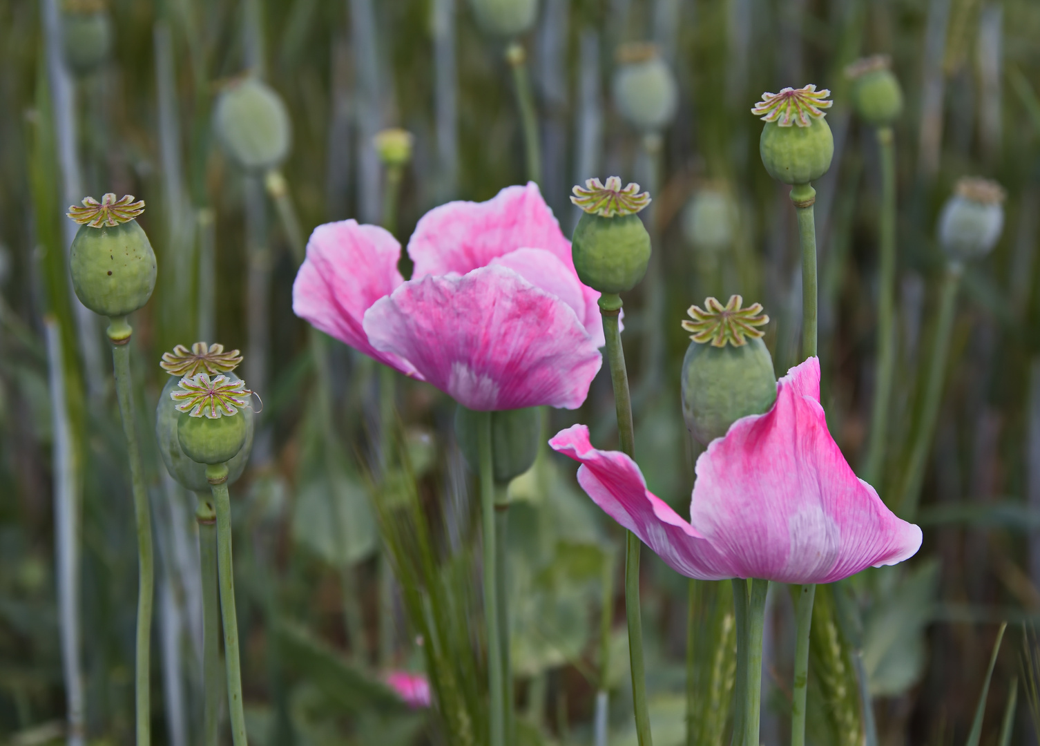 Rosa Mohn