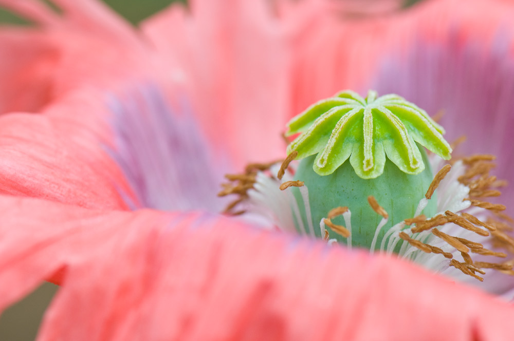 rosa Mohn